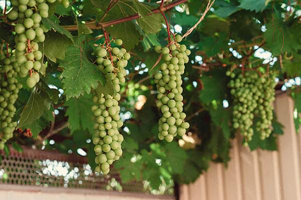 Oregon-grapeholly en Oregon-hulstdruif