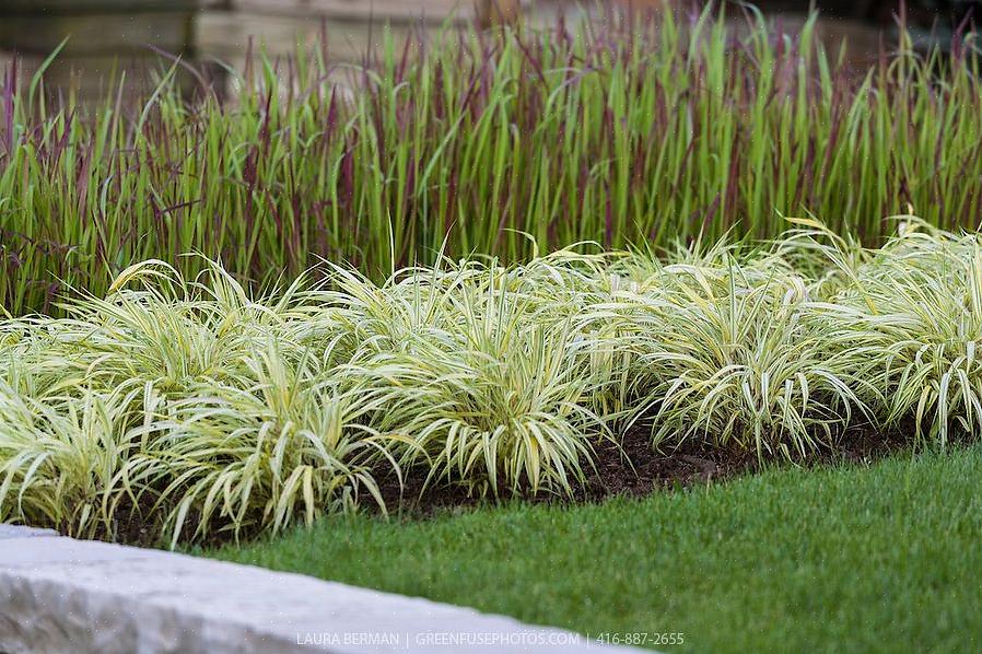 Hakonechloa macra 'Aureola') van gedachten veranderen