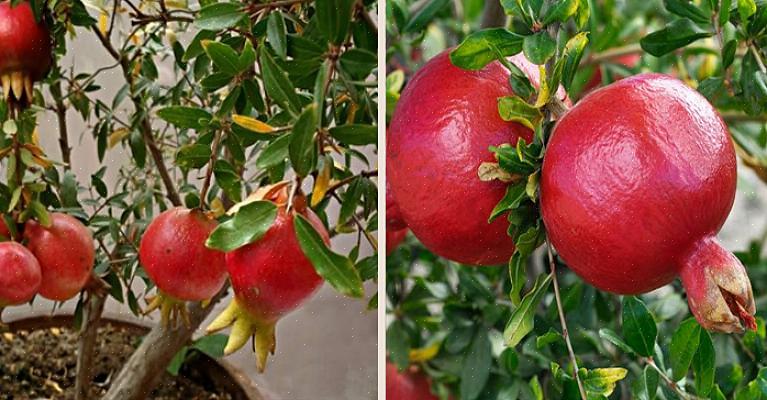 De granaatappelboom is vrij klein - de dwergvariëteiten worden zo laag als 60 cm hoog