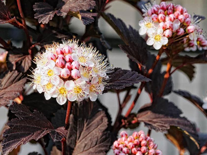 Hoe kun je anders verklaren waarom zoveel mensen rozen kweken