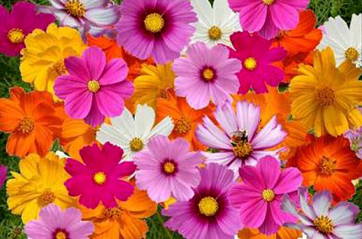 U kunt ook een kaart met bloemenprint of een ontwerp van de bloem geven op welk geschenk u ook kiest