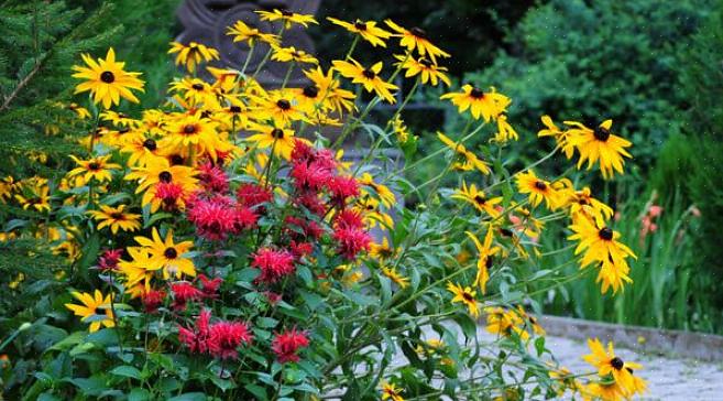 De Rudbeckia hirta 'Moreno' met een hoogte van 12 tot 46 centimeter verdient een bijzondere plek