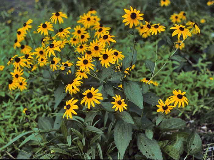 De Rudbeckia hirta 'Maya' doet denken aan herfstmoeders met zijn lagen met stroken bloemblaadjes