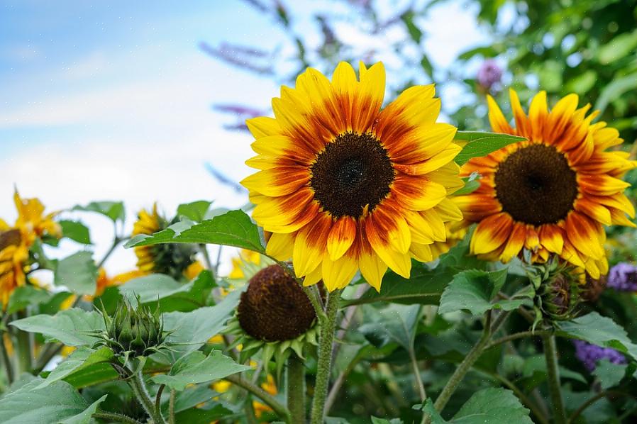 Plant volgend seizoen de grootste zaden (met het meest levensondersteunende endosperm) om het groeisucces