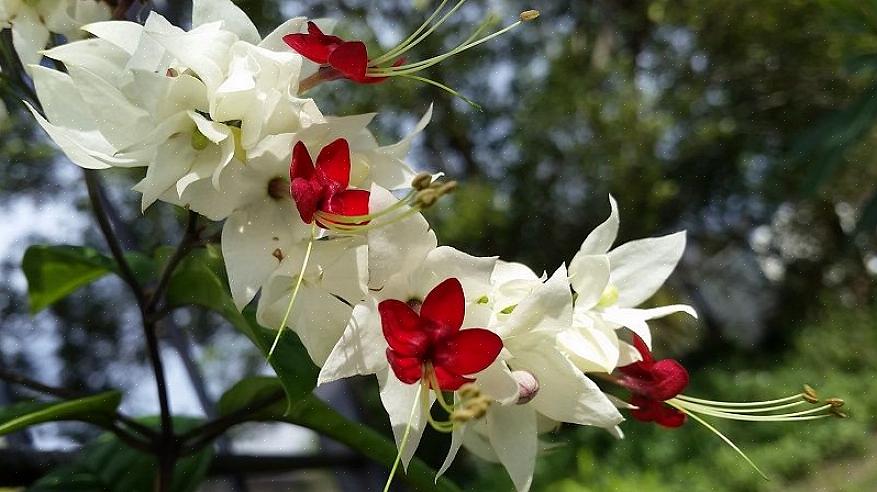 Tuinders in USDA-groeizones 9-11 kunnen zonder bescherming buiten in een gedeeltelijk zonnig gebied