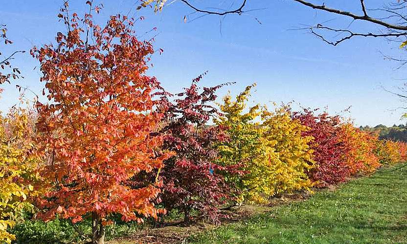 Perzisch ijzerhout en parrotia genoemd