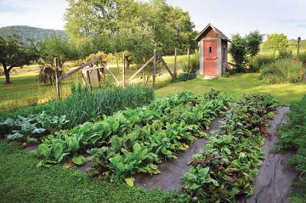 Biologische moestuin