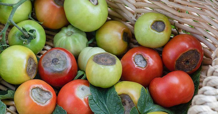 Verwijder dan de beschadigde tomaten - ze zullen blijven groeien