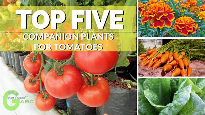 Deze metgezel is niet alleen gemakkelijk naast je favoriete tomatenplant te stoppen