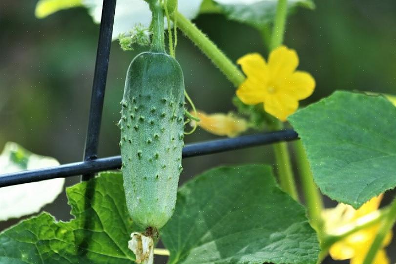 Net zoals sommige planten goede metgezellen zijn