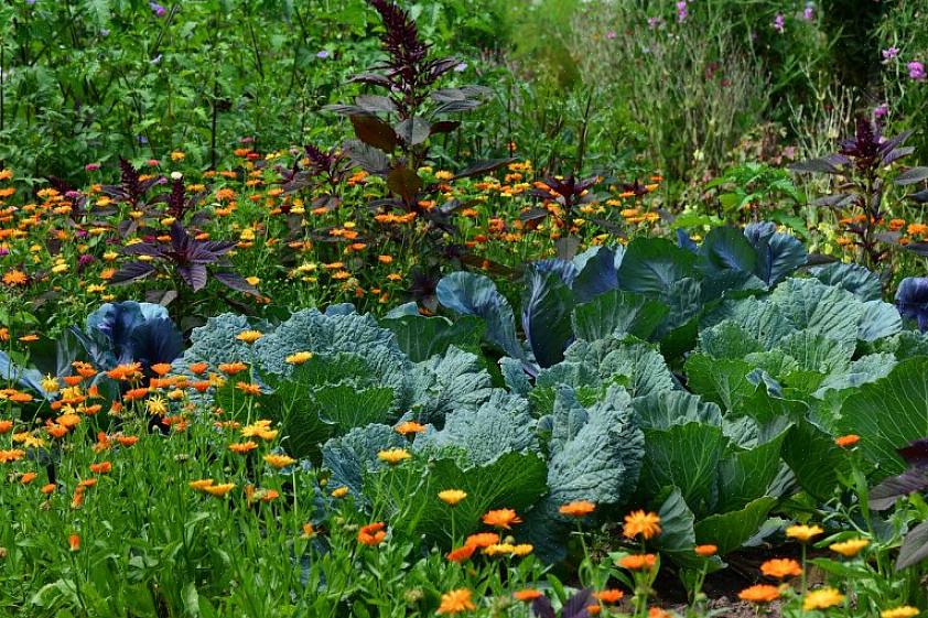 Soms is het planten van gezelschapsdieren niet alleen een tweerichtingspartnerschap