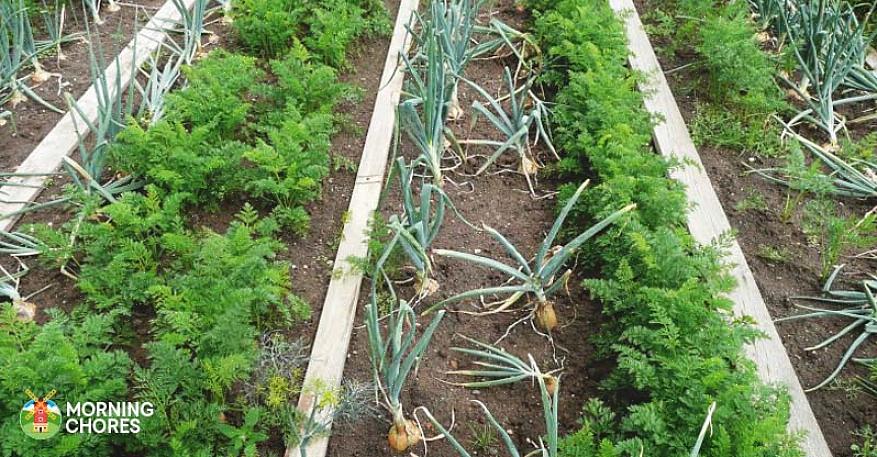 Gezelschapsplanten stoten tuinongedierte af