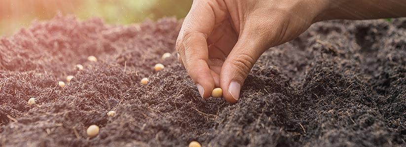 Direct zaaien is de methode om uw planten te kweken uit zaad dat direct in de tuin is gezaaid