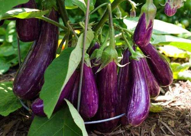 Wordt vermeld als 'Turkse aubergine' of 'Turkse Italiaanse aubergine'