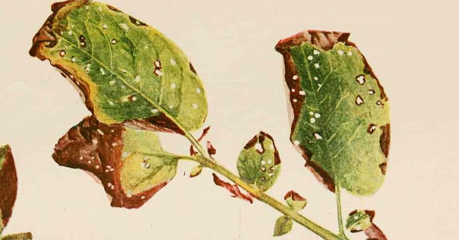 Phytophthora valt over het algemeen oudere planten aan