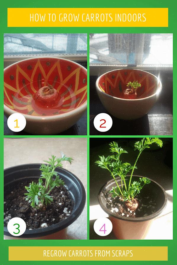 Kuur vervolgens uw zoete aardappelen gedurende ten minste 10 dagen voordat u gaat eten op een warme