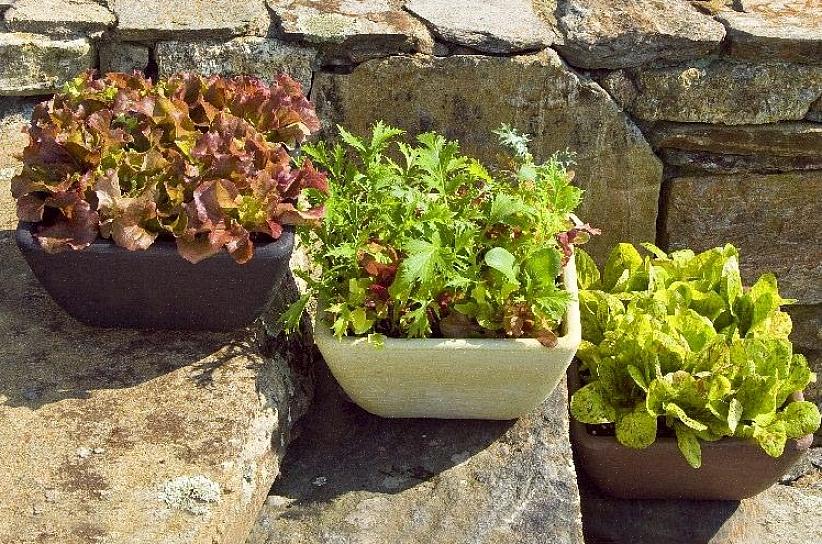 Sla kan gemakkelijk in de tuin worden gezaaid