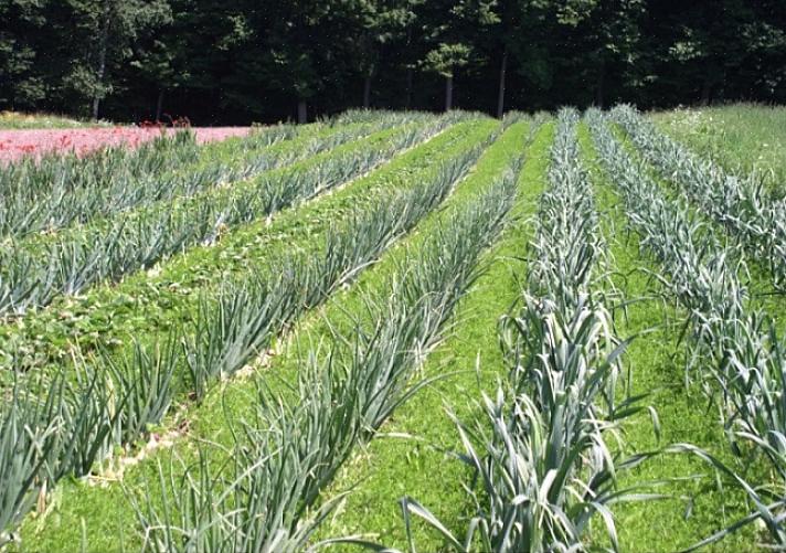 Intercropping stelt u in staat om de gezondheid van alle planten te verbeteren