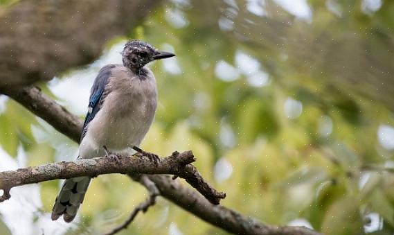 Gebruik dan hun richtlijnen voor het schatten van aantallen of hoe ze willen dat vogels worden geteld
