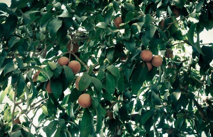 Kun je proberen om op eucalyptushars te kauwen als je een van deze bomen vindt