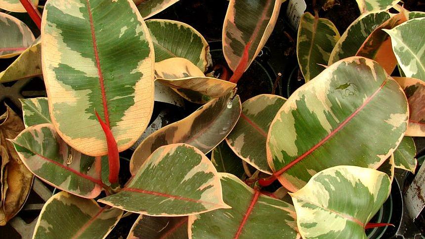 Elastica "Robusta" heeft grotere bladeren dan "Decora"