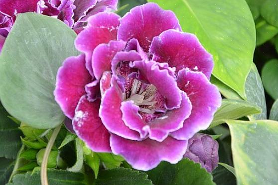 Gloxinia is niet bijzonder moeilijk te kweken