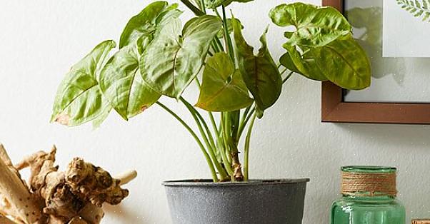 De pijlpuntwijnstok (Syngonium podophyllum) vormt een mooie achterblijvende of klimmende wijnstok