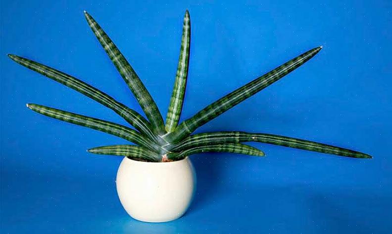 Sansevieria cylindrica is alleen nieuw in Europa