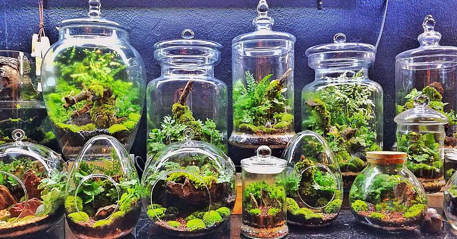 De meeste vetplanten of woestijnplanten zijn geen goede keuzes voor gesloten terraria