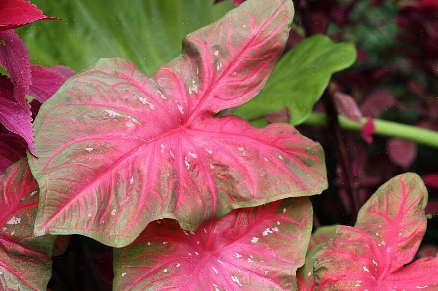 Caladiums die als eenjarige planten worden gekweekt
