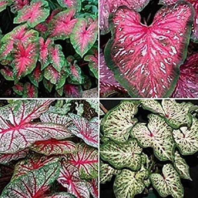 Bij het kweken van Caladiums als kamerplanten