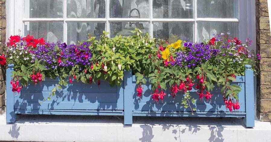 Achterblijvende planten vormen een van de drie essentiële elementen bij het ontwerpen van containers