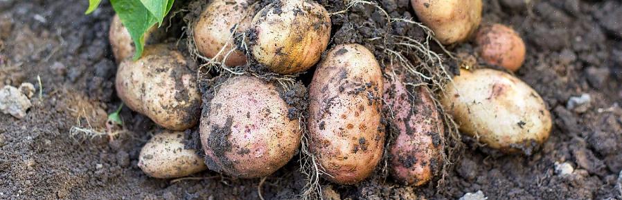 U hoeft geen aardappelen uit het midden