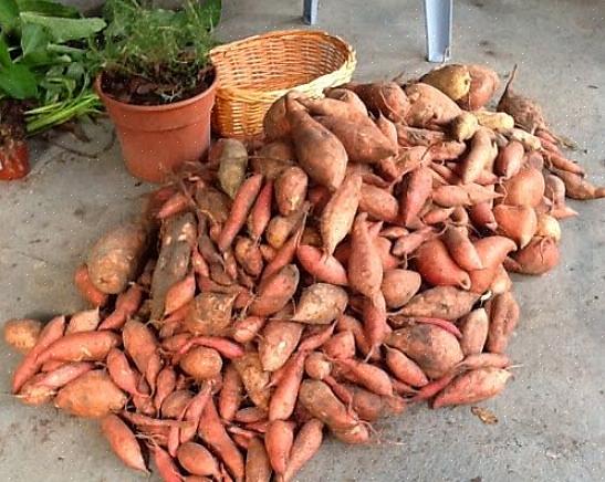 Afhankelijk van het ras duurt het 100 tot 140 dagen voordat zoete aardappelen oogstbare knollen hebben