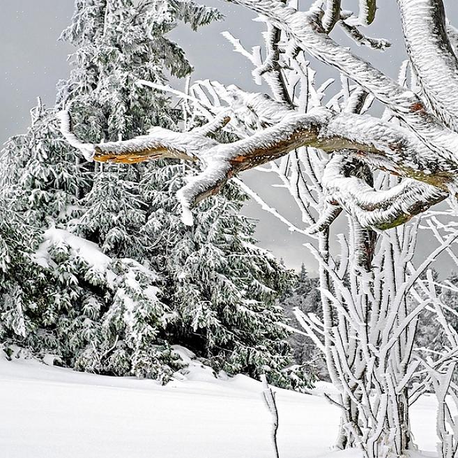 Deze boom is ook bekend als Larix griffithii var