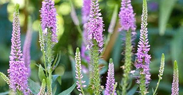 Speedwell kan meerjarig of jaarlijks zijn