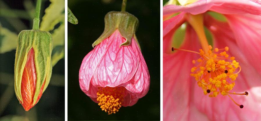 Abutilon zijn vrij bloeiende planten met bladeren als esdoorns