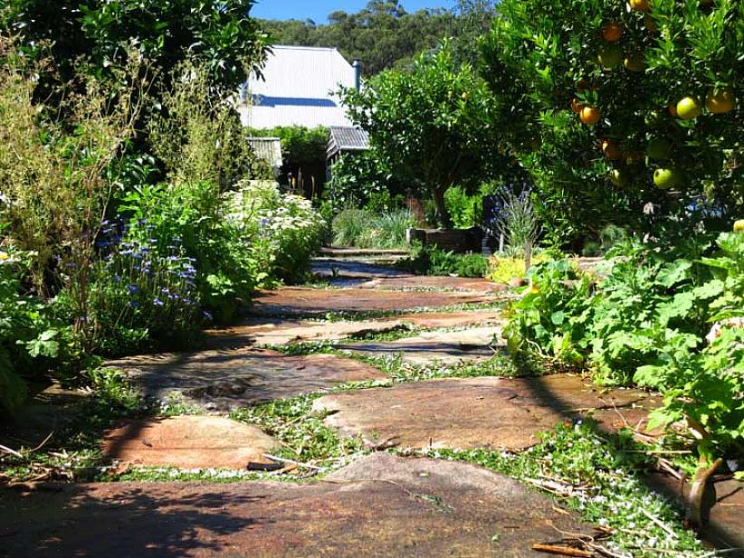 Het hier getoonde tuinontwerp bevat 20 verschillende kruidenplanten