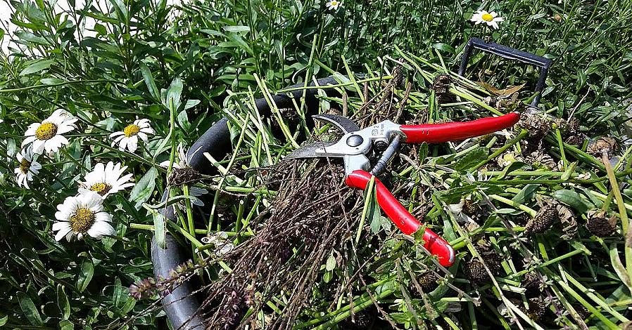 Om vaste planten terug te snijden