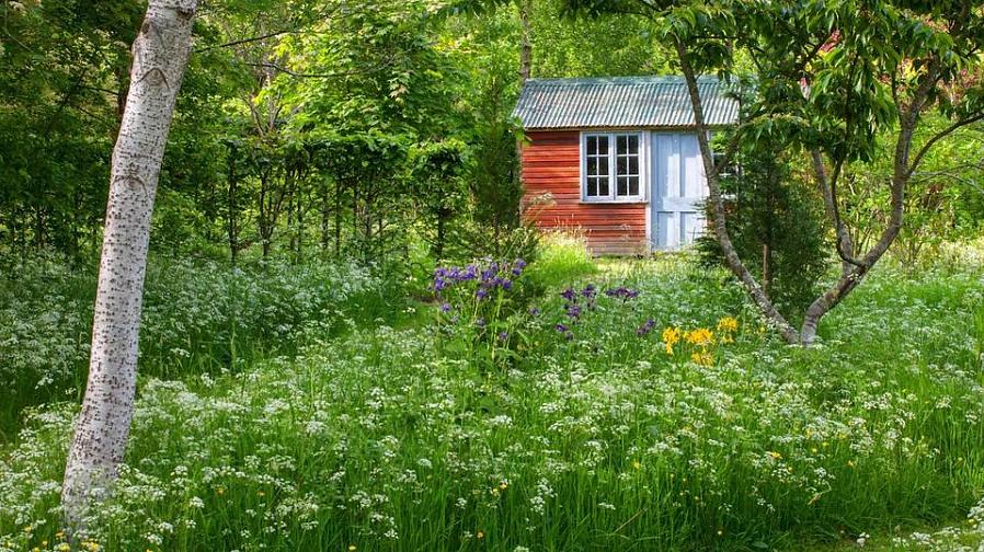 Plant Thugs zijn planten die te enthousiast groeien