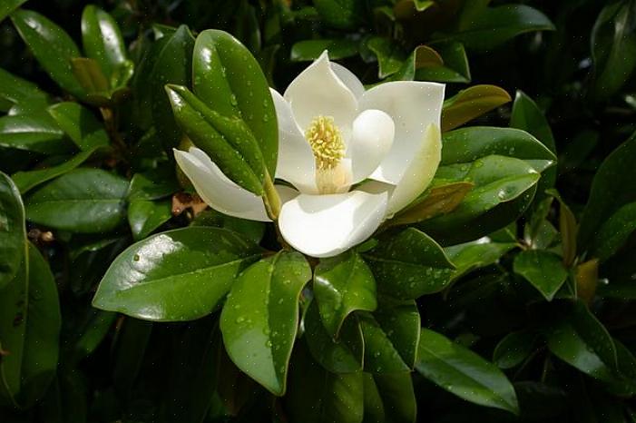 De bladeren van mijn magnoliabomen zijn bruin geworden