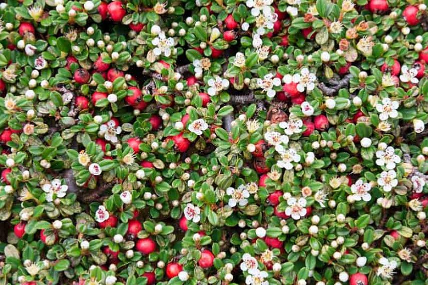 Beredruif is ook een nuttige keuze als u een plant nodig heeft die bestand is tegen zout of droogte