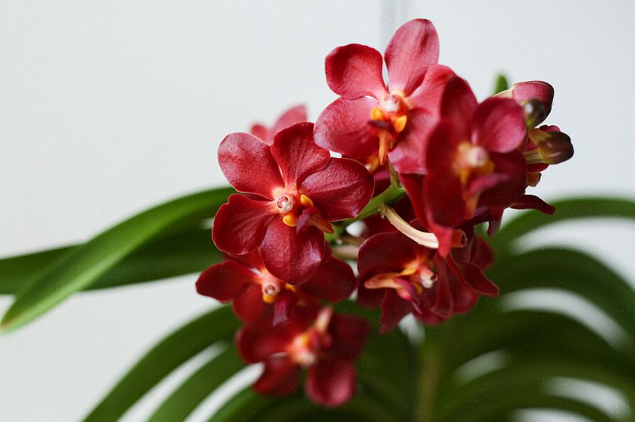 Ascocentrum-planten zijn nauw verwant aan Vanda's