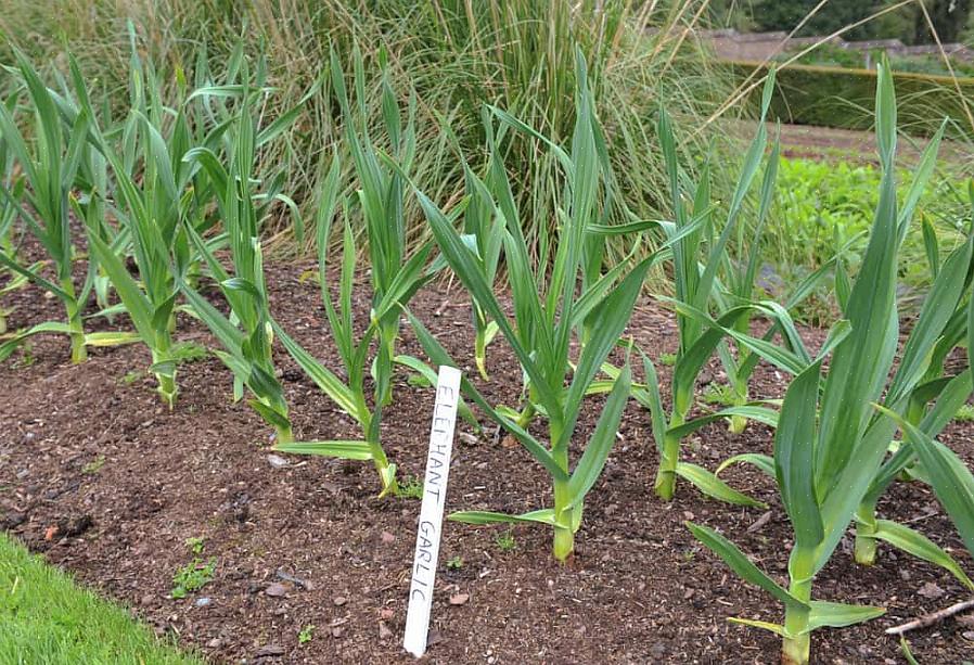 Je krijgt de enkele bol in de jaren dat de planten niet bloeien