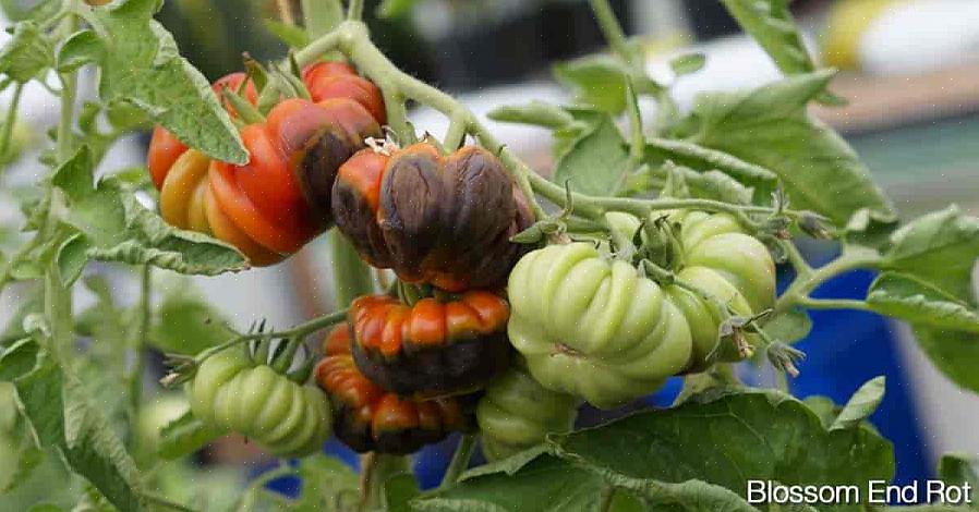 En hoewel de tomaten aan de onderkant zwart worden