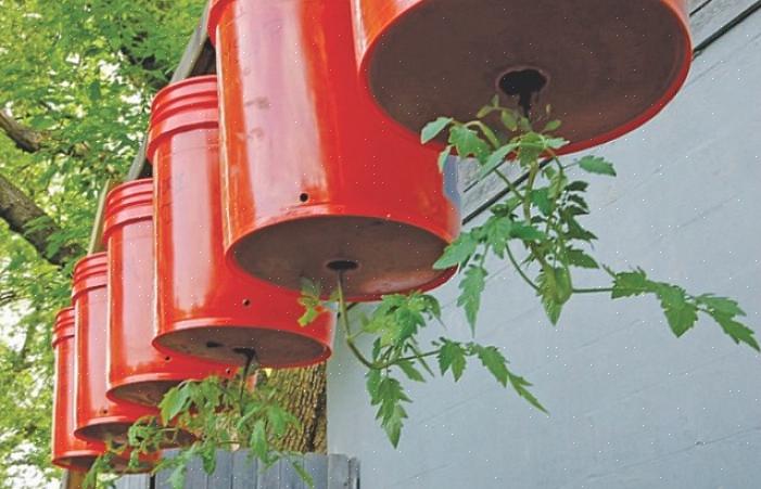 Tomaten houden van opgroeien