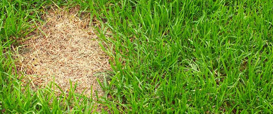 Zorg ervoor dat de juiste bodemaanpassingen (bijvoorbeeld gazonbemesting of compost) worden toegevoegd