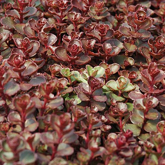 Voeg een selectie van deze gemakkelijke vaste planten toe aan uw hertebestendige tuin voor bloei in de late