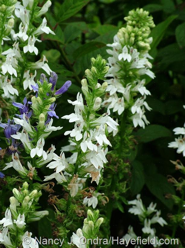 Hoe gigantische fleece bloemplanten te kweken