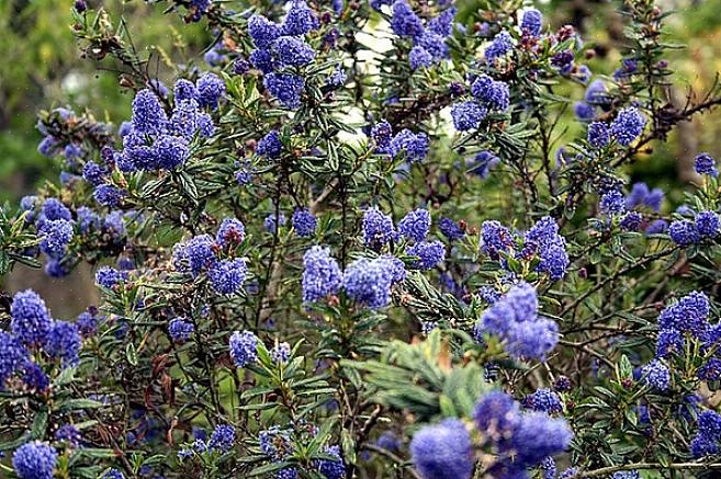 De blauwe bloesemceanothus (Ceanothus thyrsiflorus) is een groenblijvende struik die inheems